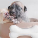 Essential Puppy Care Tips for Pet Owners: Ensuring a Healthy Start