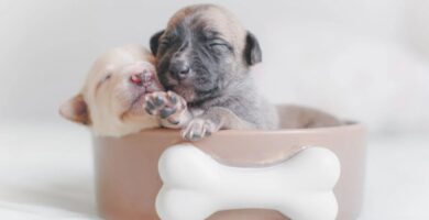 Essential Puppy Care Tips for Pet Owners: Ensuring a Healthy Start